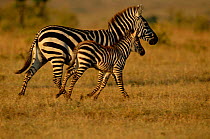 Common zebra running with foal {Equus quagga} Masai Mara GR, Kenya East Africa