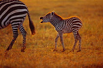 Common zebra foal braying {Equus quagga} Masai Mara GR, Kenya East Africa