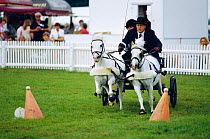 Pony pair competing in Scurry Driving event, New Forest County show, Hampshire, UK
