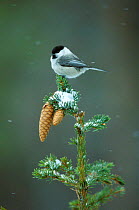 Marsh tit perched on Spruce tree {Poecile palustris} Finland