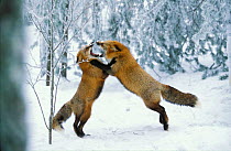 Red fox males fighting in snow {Vulpes vulpes} Finland