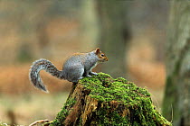 Grey squirrel on tree stump {Scuirus carolinensis} Gloucestershire, UK