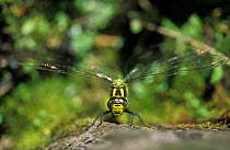 Southern hawker dragonfly {Aeshna cyanea} Somerset, UK