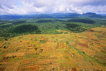 View of Mount Elgon National Park forest bordering farmland, Kenya. 2002