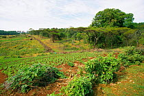 Border between Mount Elgon National Park and farmland, West Kenya. 2002