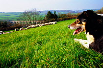 Sheepdog with flock of sheep {Canis familiaris} Pembrokeshire, Wales, UK