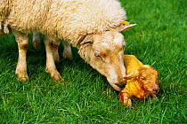 Domestic sheep with newborn lamb {Ovis aries} UK