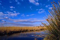Reed beds, Vigueirat marshes, Camargue, France