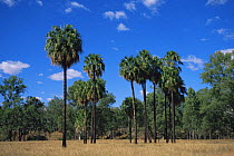 Cabbage palms {Livistona australis} in Carnarvon NP, Queensland, Australia