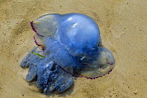 Barrel jellyfish stranded on beach {Rhizostoma octopus} Texel, The Netherlands