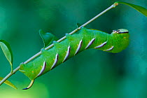 Privet hawk moth caterpillar {Sphinx ligustri}  Belgium