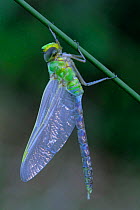 Emperor dragonfly {Anax imperator} Brasschaat, Belgium