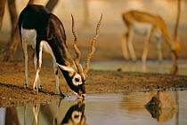 Blackbuck male drinking {Antilope cervicapra} Thar desert, Rajasthan, India