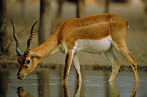Blackbuck young male drinking {Antilope cervicapra} Thar desert, Rajasthan, India