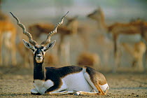 Blackbuck male resting {Antilope cervicapra} Thar desert, Rajasthan, India