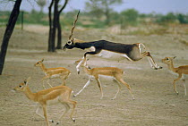 Blackbuck male leaping amongst females {Antilope cervicapra} Thar desert, Rajasthan, India