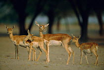 Blackbuck female + juveniles {Antilope cervicapra} Thar desert, Rajasthan, India