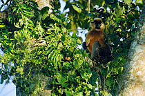 Capped langur in tree {Presbytis pileata}  Manas NP, Assam, India