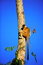 Capped langur climbing tree {Presbytis pileata} Manas NP, Assam, India