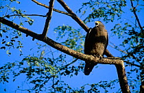 Crested serpent eagle {Spilornis cheela} perched, calling, Kaziranga NP, Assam, India