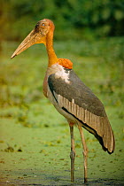 Greater adjutant stork {Leptoptilos dubius}  Assam, India