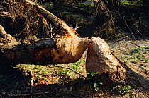 Tree felled by Eurasian beaver {Castor fiber} Gardon gorges, Provence, France