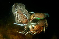 Common cuttlefish {Sepia officinalis} during breeding.  Devon, UK