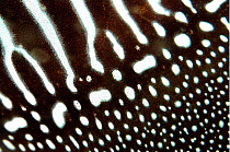 Common cuttlefish {Sepia officinalis} close up of skin patterns Devon, UK