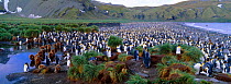 King penguin colony {Aptenodytes patagoni} adults and chicks, South Georgia