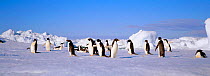 Adelie penguins on iceberg {Pygoscelis adeliae} Paulet Island, Antarctica