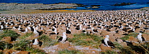 Black browed albatross nesting colony {Thalassarche melanophrys} Steeple Jason Island, Falklands - largest albatross colony in the world - 155,000 pairs