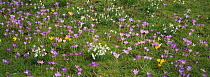Early Spring flowers amongst grass, including crocus {Romulea} and snowdrops {Galanthus genus} in February, UK