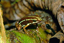 Phantasmal poison arrow frog {Epipedobates tricolor} in cloud forest, El Oro, Ecuador