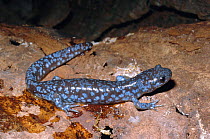 Blue spotted salamander juvenile {Ambystoma laterale} Maryland, USA