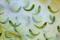 Spotted salamander eggs {Ambystoma maculatum} with symbiotic algae, Delaware, USA