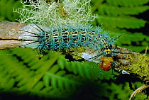 Cryptic caterpillar with toxic spines {Lepidoptera} Zamora-Chinchipe, Ecuador