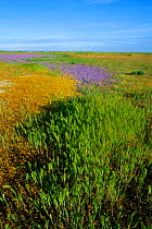Dry vernal pool in spring with Barley, Goldfields + Downingia plants. California, USA Grand