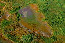 Aerial view of dry vernal pool in spring with Goldfields + Dowingia plants. Grand valley grasslands SP, California, USA