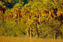 Sabal palms {Sabal palmetto} at edge of salt marsh. Timucuan, Florida, USA