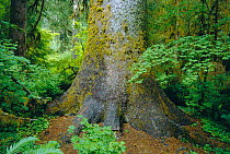 Sitka spruce tree trunk {Picea sitchensis} Hoh rainforest, Olympic NP, Washington, USA