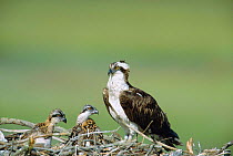Osprey female with chicks at nest {Pandion haliaetus} New Jersey, USA