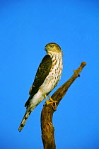 Sharp shinned hawk juvenile {Accipiter striatus} New Jersey, USA