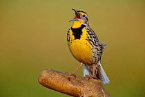Western meadowlark male singing {Sturnella neglecta}  California, USA