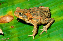 Giant toad {Bufo marinus} introduced species to Puerto Rico, Caribbean