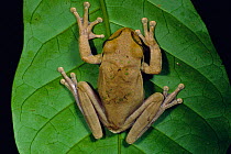 Masked treefrog on leaf {Smilisca phaeota} Rio Canande, Ecuador