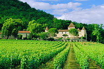 Vineyard and chateau, Lot valley, Perigord, France