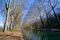 Avenue of trees along the Canal du Midi, World Heritage Site, France