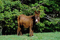 Poitou donkey - rare breed