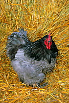 Blue cochin breed of Domestic chicken, cock. {Gallus gallus domesticus} USA
