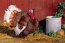 Bourbon red breed of Domestic turkey, male. USA